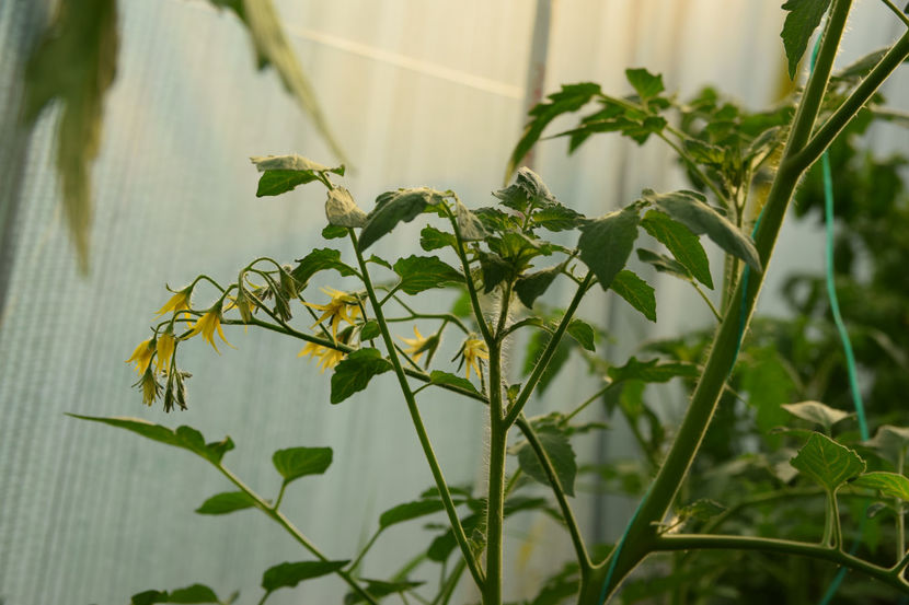 Cherry Genio f1? - Tomate 2021 soiuri si hibrizi