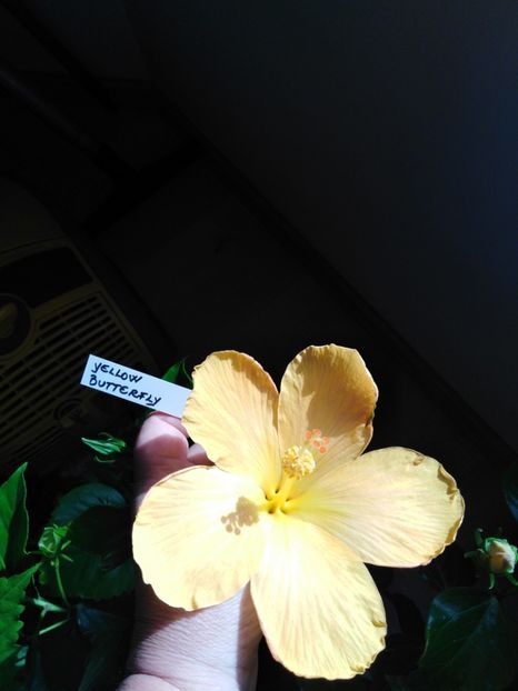  - HIBISCUS 2021