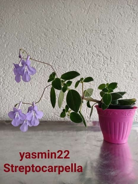  - Streptocarpus Saxonella Streptocarpella-am dat cadou