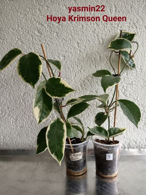  - X-Hoya și Codonanthes crassifolia