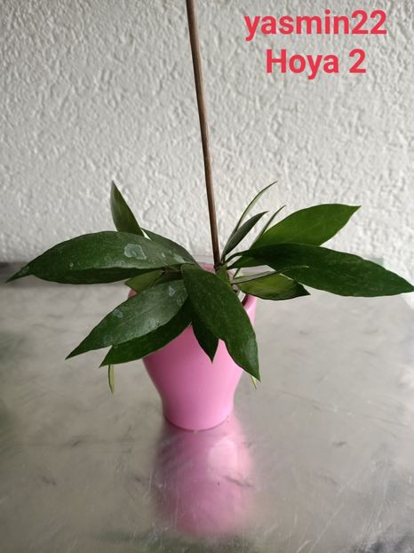  - X-Hoya și Codonanthes crassifolia