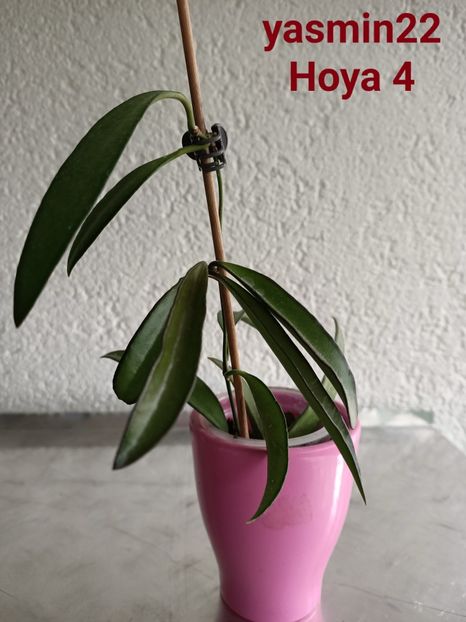  - X-Hoya și Codonanthes crassifolia