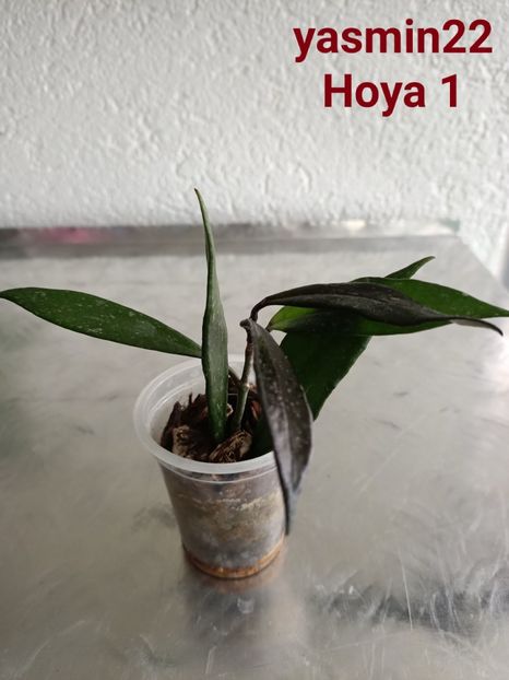  - X-Hoya și Codonanthes crassifolia