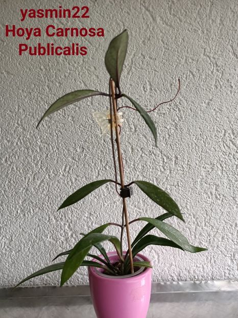  - X-Hoya și Codonanthes crassifolia
