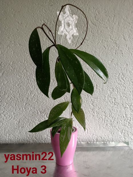  - X-Hoya și Codonanthes crassifolia