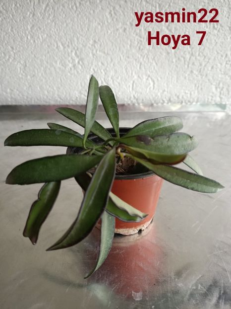  - X-Hoya și Codonanthes crassifolia