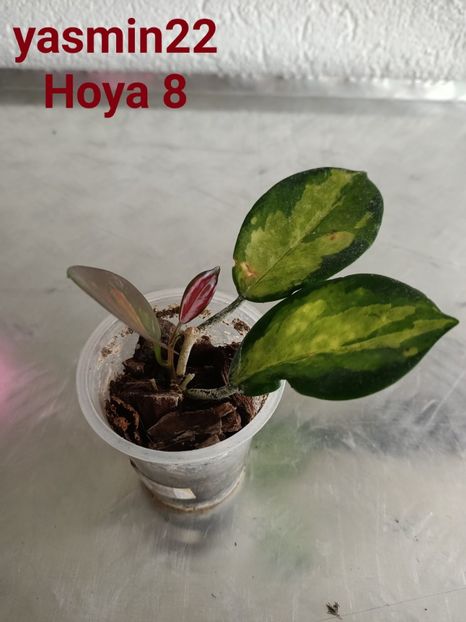  - X-Hoya și Codonanthes crassifolia