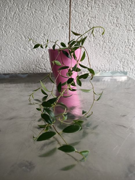 Codonanthes crassifolia - X-Hoya și Codonanthes crassifolia