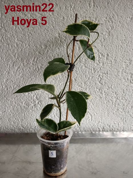  - X-Hoya și Codonanthes crassifolia