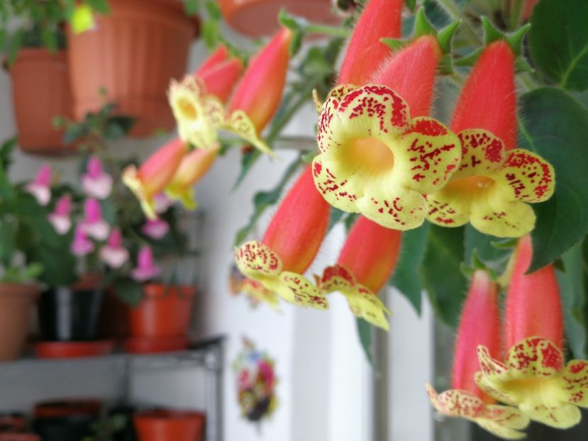036 - Copy - Kohleria 2021