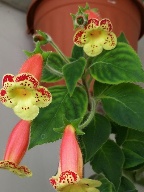 042 - Copy - Kohleria 2021