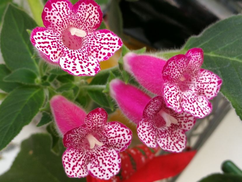 048 - Copy - Kohleria 2021