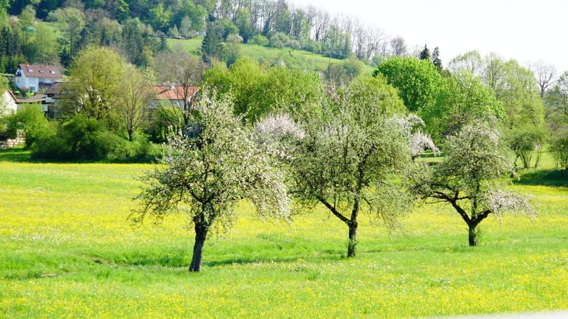 natura 9 - Flori și peisaje