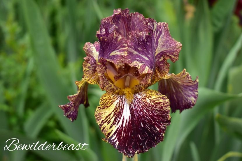 AddText_05-27-02.09.16 - Iriși 2021