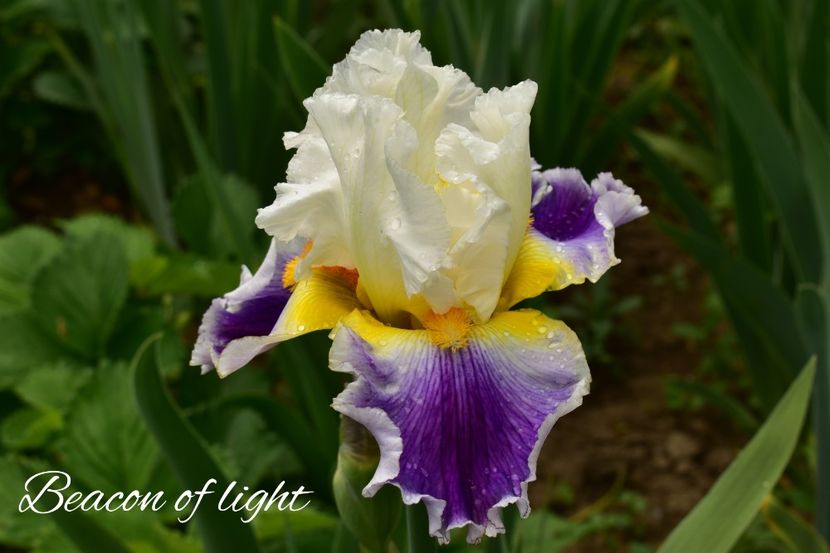 AddText_05-27-02.03.09 - Iriși 2021