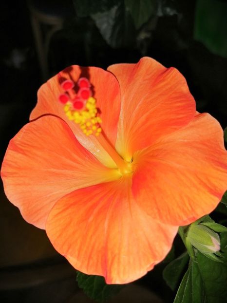  - Hibiscus Wiky Orange