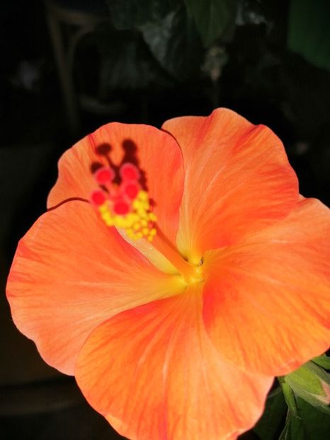  - Hibiscus Wiky Orange