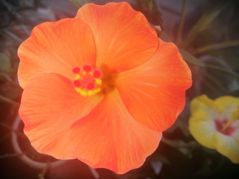  - Hibiscus Wiky Orange