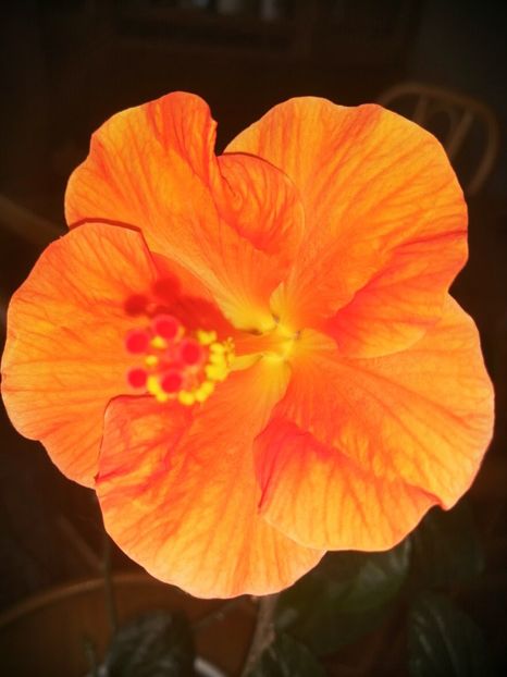  - Hibiscus Wiky Orange