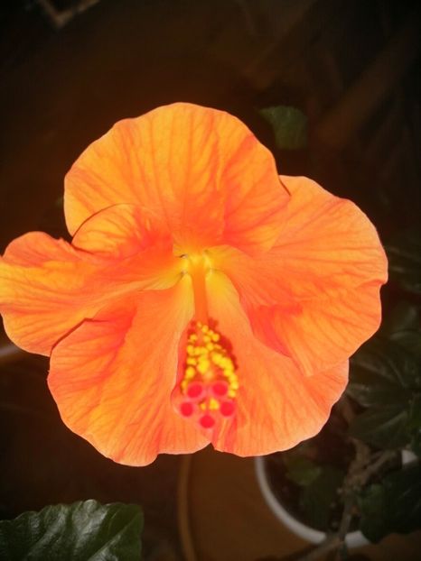  - Hibiscus Wiky Orange