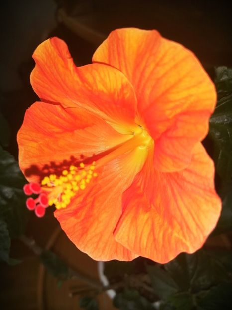  - Hibiscus Wiky Orange