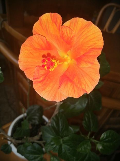  - Hibiscus Wiky Orange