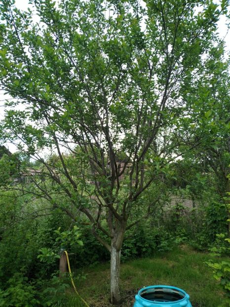  - Prun Renclod Althan