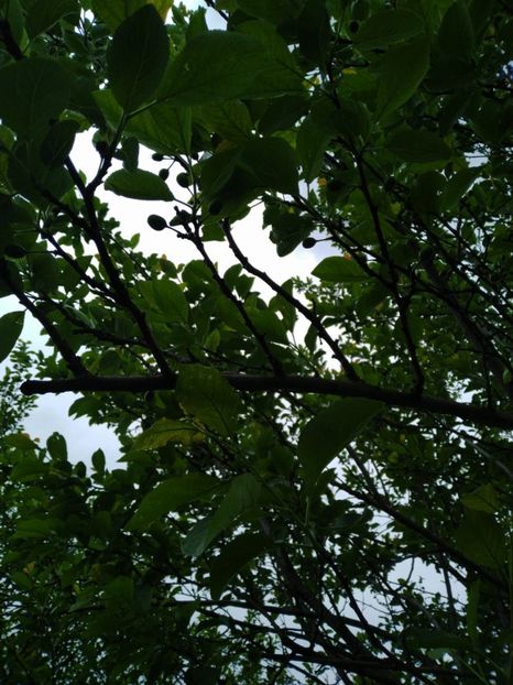  - Prun Renclod Althan