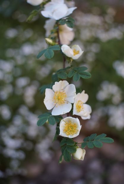  - Rosa omeiensis pteracantha