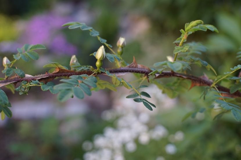  - Rosa omeiensis pteracantha