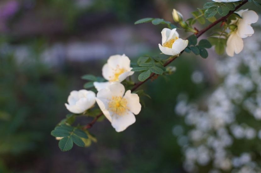  - Rosa omeiensis pteracantha