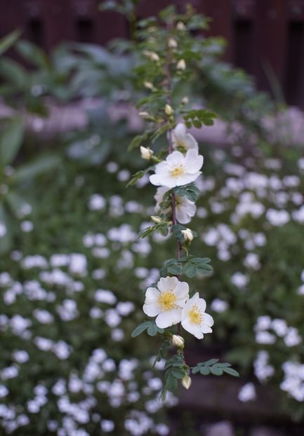  - Rosa omeiensis pteracantha