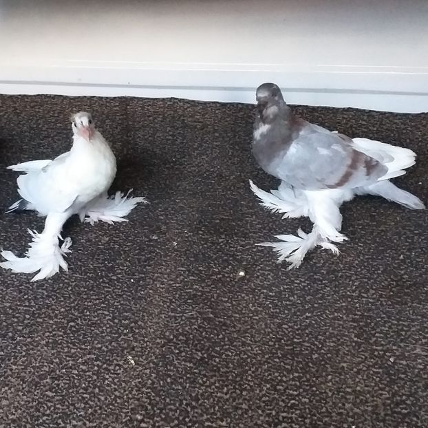 vânduți Cătă Bv - Porumbei VÂNDUȚI