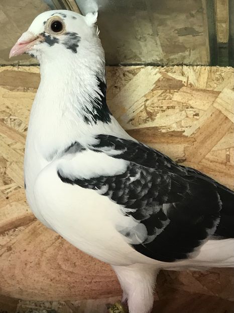 89ABCC8E-A433-410E-9BDB-6115C43144A5 - VOIAJORI JAN AARDEN KUIF