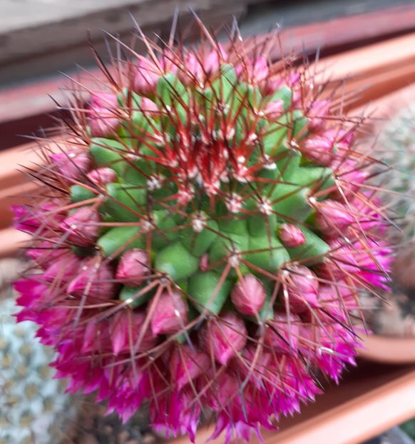  - Cactuși