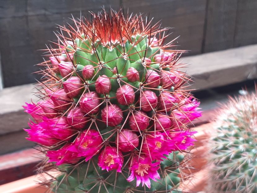  - Cactuși