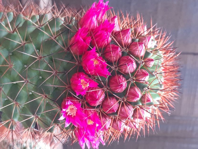  - Cactuși