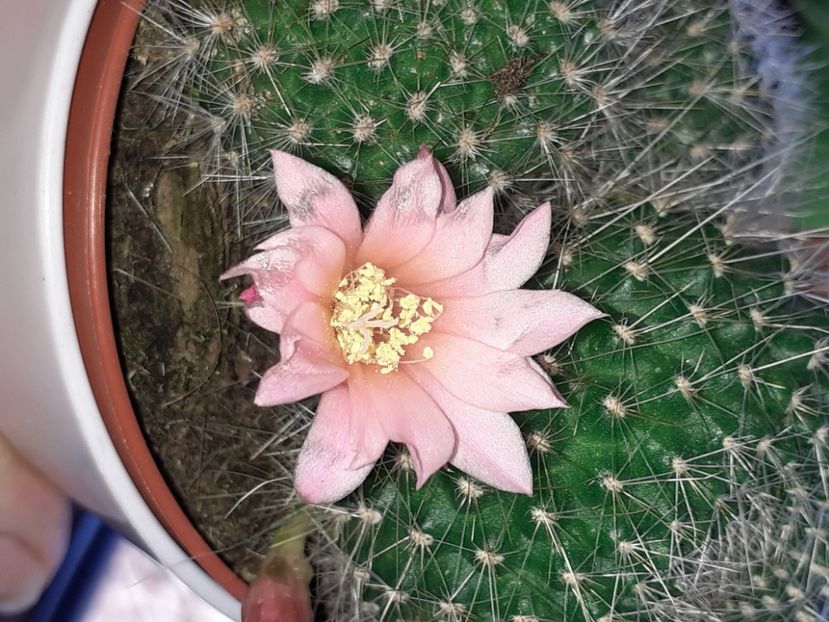  - Cactuși