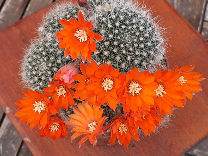  - Cactuși