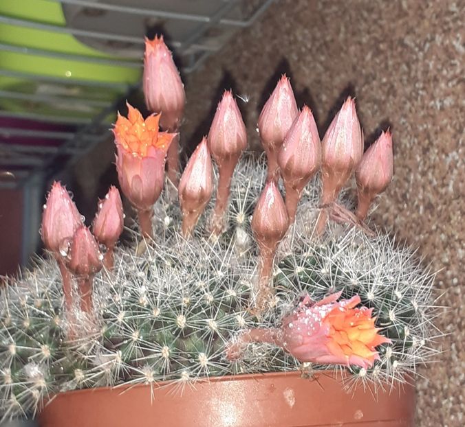  - Cactuși
