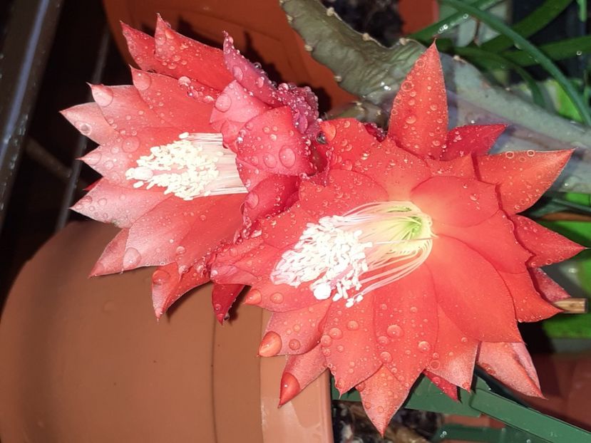  - Cactuși