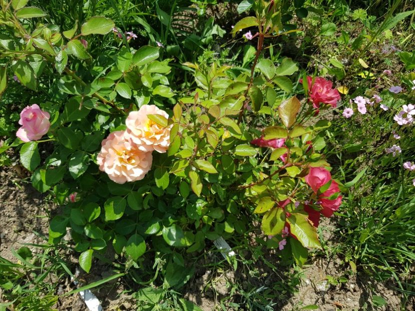 Bordura rose ,apricot și cinco - Trandafiri la baltă 2021