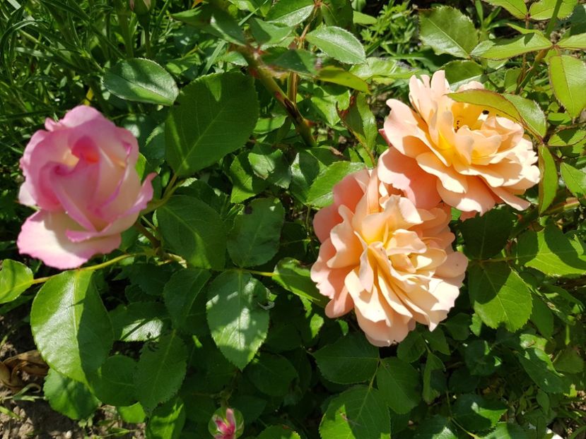 Bordura rose și bordura apricot - Trandafiri la baltă 2021