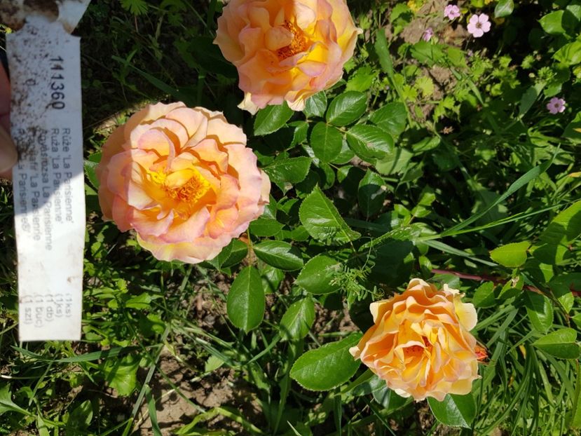 La parisienne - Trandafiri la baltă 2021