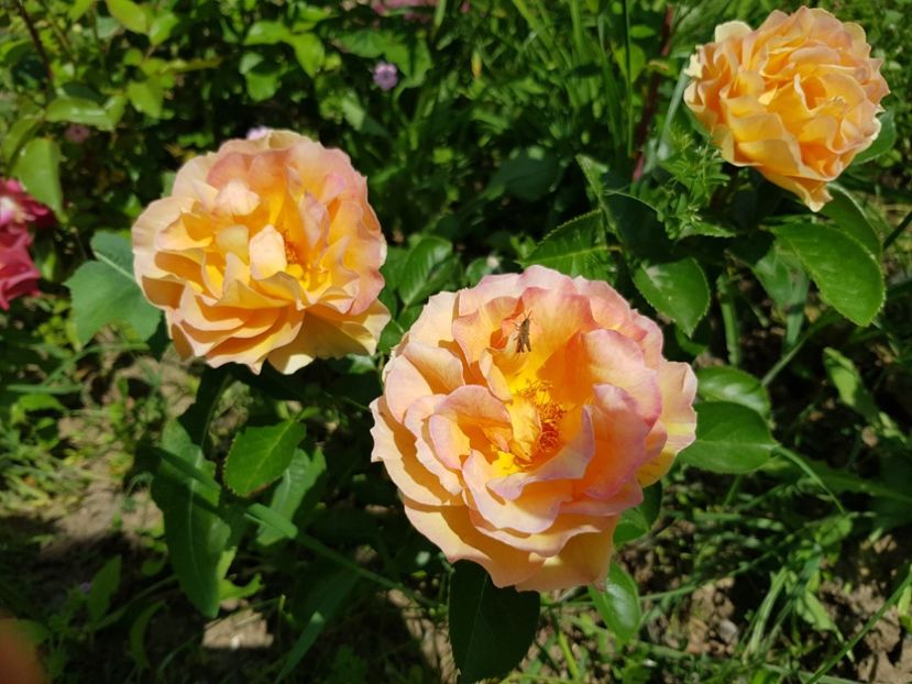 La parisienne - Trandafiri la baltă 2021