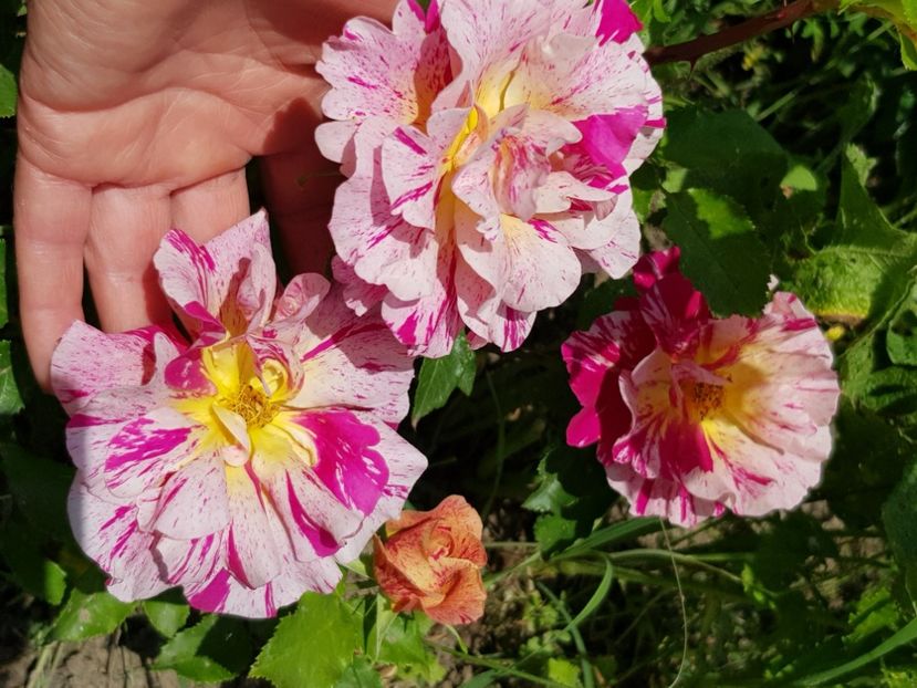 Claude monet - Trandafiri la baltă 2021