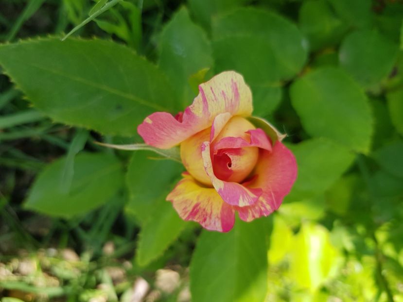 Marc Chagal - Trandafiri la baltă 2021