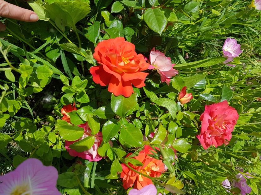  - Trandafiri la baltă 2021