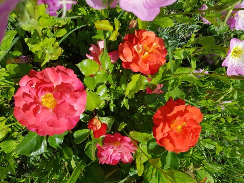  - Trandafiri la baltă 2021