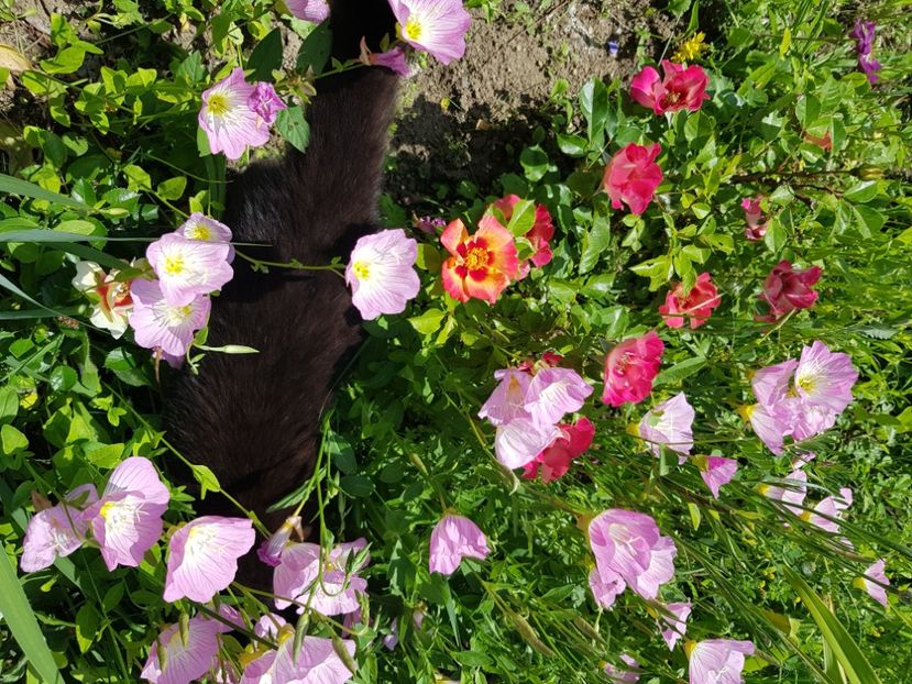  - Trandafiri la baltă 2021